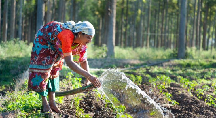 IFFCO Bio-Decomposer promotes Green Farming