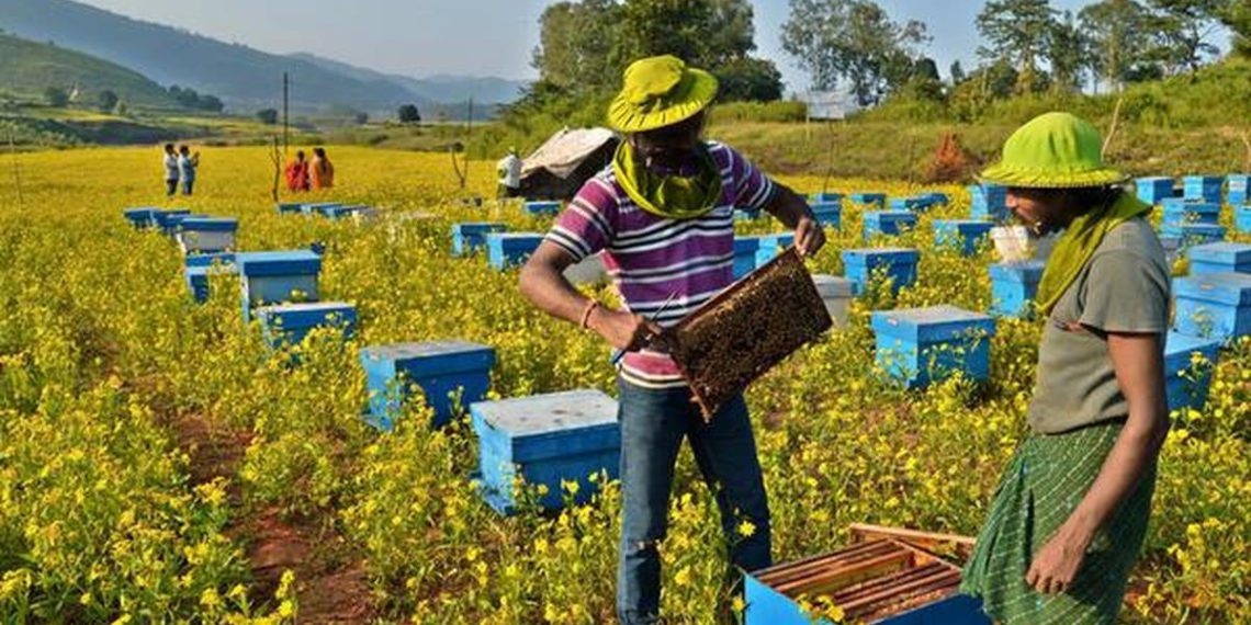 World Bee Day: India advances ‘Sweet Revolution’ through Cooperatives