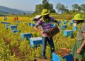 World Bee Day: India advances ‘Sweet Revolution’ through Cooperatives