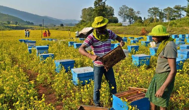 World Bee Day: India advances ‘Sweet Revolution’ through Cooperatives