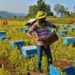 World Bee Day: India advances ‘Sweet Revolution’ through Cooperatives