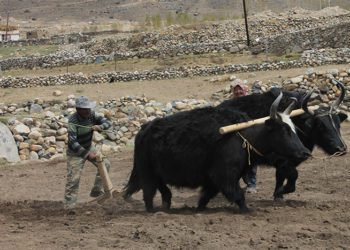 Harsh Terrain to Hopeful Growth: Co-op Powers Dairy Leap in Ladakh