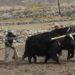Harsh Terrain to Hopeful Growth: Co-op Powers Dairy Leap in Ladakh
