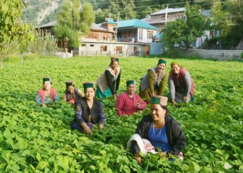 HP: Govt to bear half of farmers’ Interest burden