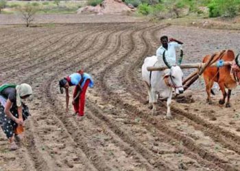 KRIBHCO Webinar highlights importance of Seed Systems