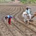 KRIBHCO Webinar highlights importance of Seed Systems