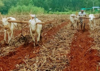 PM hails adoption of Natural Manure in MKB