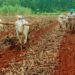PM hails adoption of Natural Manure in MKB